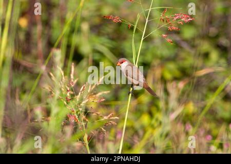 Gewöhnlicher gewöhnlicher Wachsfiguren (Estrilda astrild) führte Arten ein, Erwachsene, sitzend auf dem Stamm, Extremadura, Spanien Stockfoto