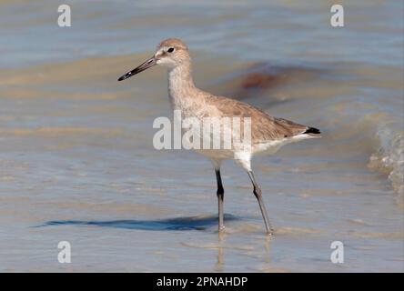 Willet (Catoptrophorus semipalmatus), Erwachsener, am Strand in flachem Wasser stehend, Sanibel Island, Florida (U.) S. A. Stockfoto