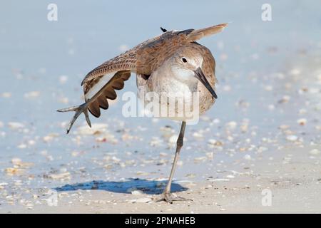 Willet (Catoptrophorus semipalmatus), Erwachsene, nicht zuchtende Gefieder, Stretching-Flügel und -Bein, am Strand stehend, utricularia ochroleuca (U.) (U.) S.A. Stockfoto