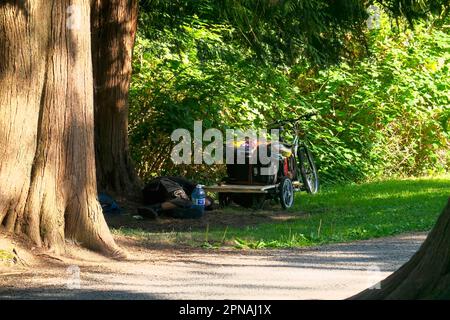 Ein Obdachloser, der im Sommer auf dem Boden in einem Park unter einem Zedernbaum schläft, mit Besitztümern neben ihm. Maple Ridge, B.C., Kanada. Stockfoto