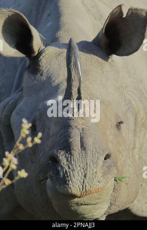 Nahaufnahme eines großen männlichen indischen Nashorns oder eines größeren einhornigen Nashorns (Nashörner Unicornis) im kaziranga-Nationalpark, assam, Nordosten indiens Stockfoto