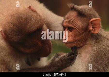 Die Familie der Makaken (macaca radiata), auch als zati bekannt, ist eine Art von Makaken, die in südindien endemisch ist Stockfoto