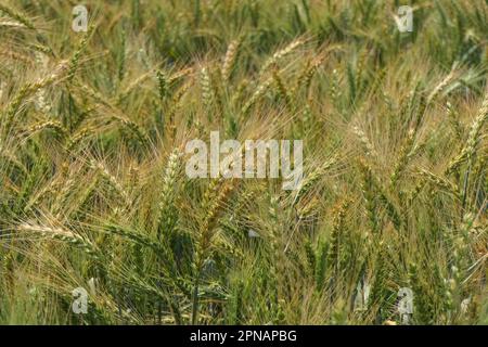 Ohren von reifendem Roggen, die im Wind auf einem landwirtschaftlichen Feld schweben. Ernte Stockfoto