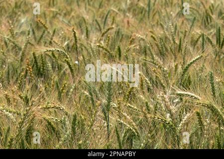 Ohren von reifendem Roggen, die im Wind auf einem landwirtschaftlichen Feld schweben. Ernte Stockfoto