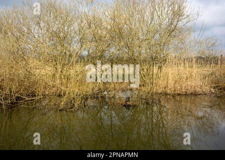 Marsh at Federsee, unesco-Weltkulturerbe, Bad Buchau Stockfoto