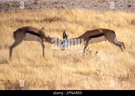 Abschluss von zwei Impalas - Aepyceros melampus -, die im Etosha-Nationalpark, Namibia, miteinander kämpfen. Stockfoto