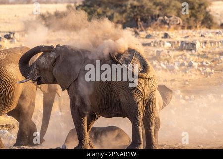 Eine Gruppe von Elefanten, die sich nach einem Bad in einem Wasserloch mit Schmutz bedecken. Etosha-Nationalpark, Namibia. Stockfoto