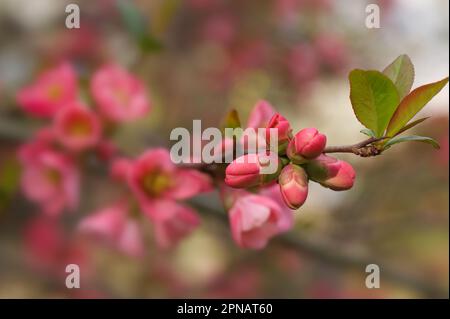 Große Blütenknospen auf einem blühenden Strauß Chaenomeles speciosa, auch bekannt als blühende Quitte, Chinesische Quitte oder japanische Quitte in Stro Stockfoto