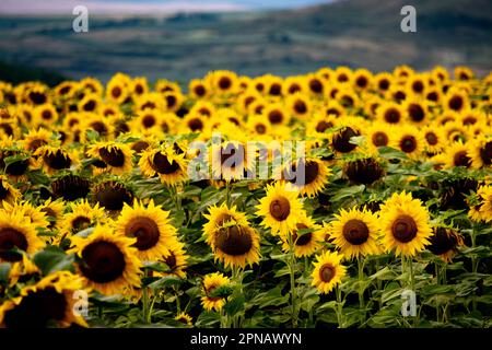 Ein atemberaubendes Bild eines Sonnenblumenfelds in voller Blüte mit einer Reihe von leuchtenden gelben Blüten Stockfoto