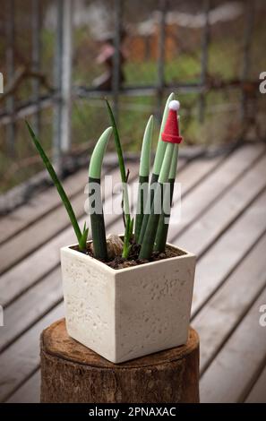 Sansevieria cylindrica Bojer oder Schlangenpflanze in einem Topf auf dem Balkon Stockfoto