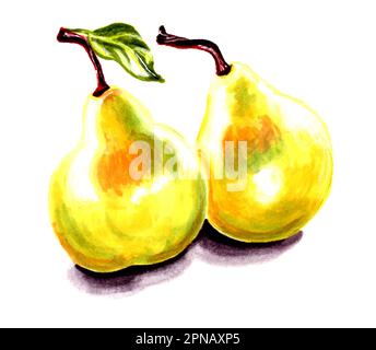 Zeichnung von zwei gelben Birnen mit einem Blatt. Botanische JPEG-Darstellung von Früchten für Aufkleber, Erstellen von Mustern, Tapeten, Geschenkpapier, Postkarten. Stockfoto