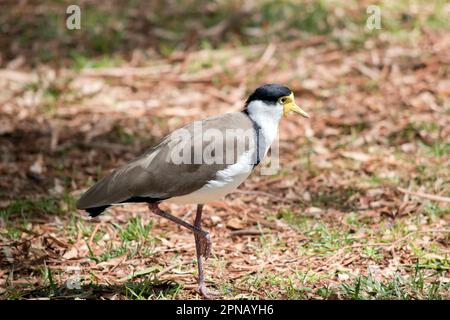 Der maskierte Lapwing ist vorwiegend weiß, mit braunen Flügeln und Rücken und einer schwarzen Krone. Die Vögel haben große gelbe Klatschgeräusche im Gesicht, Stockfoto