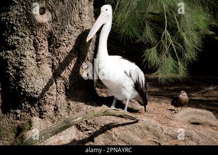 Australische Pelikane sind einer der größten fliegenden Vögel. Sie haben einen weißen Körper und Kopf und schwarze Flügel. Sie haben einen großen rosa Schein Stockfoto