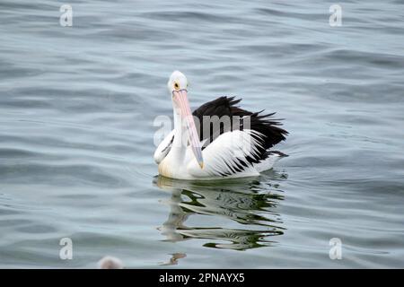 Australische Pelikane sind einer der größten fliegenden Vögel. Sie haben einen weißen Körper und Kopf und schwarze Flügel. Sie haben einen großen rosa Schein Stockfoto