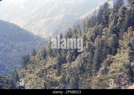 Shimla ist die Hauptstadt des nordindischen Bundesstaates Himachal Pradesh in den Ausläufern des Himalaya. Die Hauptstadt des Bundesstaates Himachal Pradesh war einst die Sommerhauptstadt von Britisch-Indien und wurde von Zedern-, Rhododendron-, Tannen- und Himalaya-Eichen umschlossen. Shimla ist eine malerische Bergstadt auf einer Höhe von 2205 Metern. Stockfoto