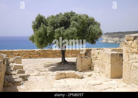 Baum im archäologischen Gebiet Kourion, Episkopi, Bezirk Limassol, Republik Zypern Stockfoto