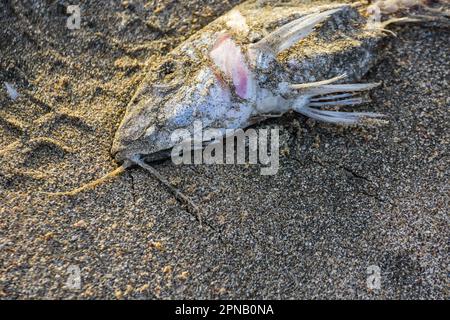 Toter Fisch am Sandstrand in ägypten im Urlaub Stockfoto