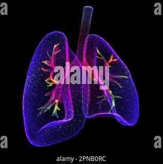 Lungen. Abstract 3D Lungen zum Körperhintergrund. Menschliche Gesundheit, Atemwege, Lungenentzündung, biologische Wissenschaft, Raucherasthma, Konzept Stockfoto