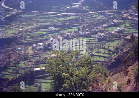 Das Gelände in Dalhousie ist hügelig. An den Hängen muss der Terrassenanbau verwendet werden. Äpfel wachsen weit. Himachal Pradesh ist als Apple State berühmt. Stockfoto