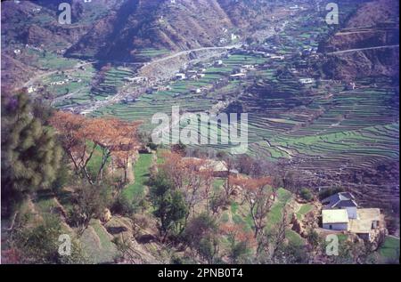 Das Gelände in Dalhousie ist hügelig. An den Hängen muss der Terrassenanbau verwendet werden. Äpfel wachsen weit. Himachal Pradesh ist als Apple State berühmt. Stockfoto