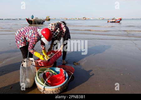 Hang Dua Bay, Fischerboote. Frauen, die Fischfang sortieren. Vung Tau. Vietnam. Stockfoto