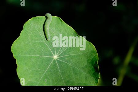 Ein stark gewölbtes, grünes Nasturtiumblatt ist die Haus- und Speisepflanze einer Raupe oder Lava mit weißem Schmetterling. Die Venen der Blätter strahlen aus. Stockfoto