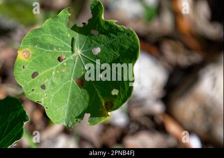 Ein Nasturtiumblatt zeigt Anzeichen, gefressen zu werden. Der Täter ist eine kleine Raupe mit weißem Schmetterling, die auf dem Blatt steht. Stockfoto