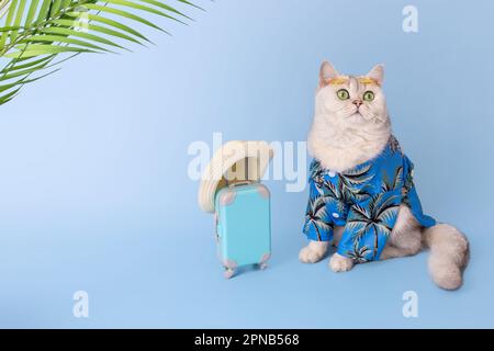 Weiße Katze in blauem Hemd, neben einem kleinen blauen Koffer Stockfoto
