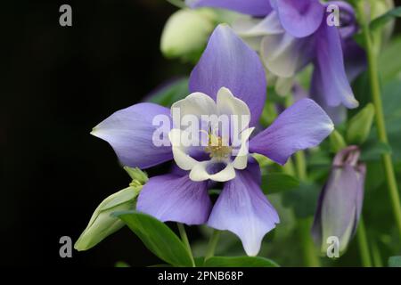 Nahaufnahme einer hübschen Kolumbinenblume mit violettblauen Septalen und weißen Blütenblättern vor einem dunklen, verschwommenen Hintergrund Stockfoto