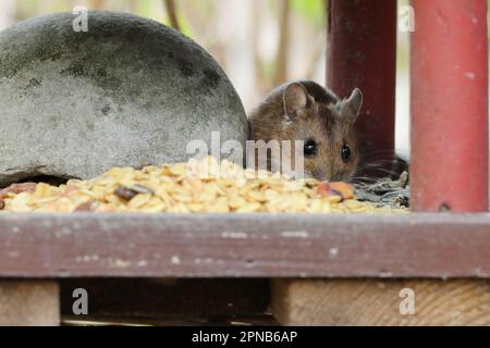 Eine hungrige Maus bekommt Essen aus einem Vogelhaus, Seitenansicht Stockfoto