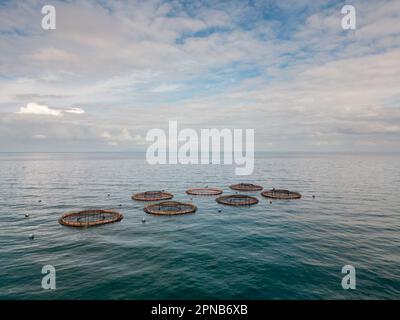 Lachszucht Aquakultur. Drohnenansicht von Fischzuchtkäfigen vor der Küste von Antrim in Nordirland Stockfoto