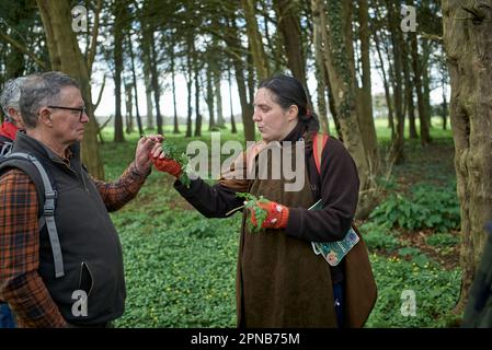 Der Futterlehrer aus WildUK, Kerry Woodfield, hält einen Futterkurs auf dem Gelände des Charlton Park Estate, Wiltshire, mit giftigem Hemlock. Stockfoto