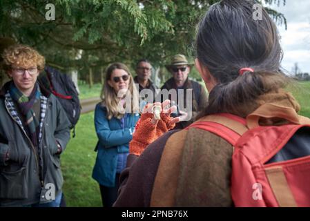 Der Futterlehrer von WildUK, Kerry Woodfield, hält einen Futterkurs auf dem Gelände des Charlton Park Estate, Wiltshire, Großbritannien - St. Georges Pilze. Stockfoto