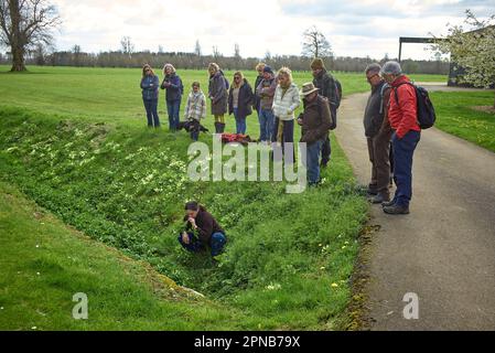 Der Futterlehrer von WildUK, Kerry Woodfield, hält einen Futterkurs auf dem Gelände des Charlton Park Estate, Wiltshire, Großbritannien. Wilde Brunnenkresse Stockfoto