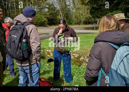 Der Futterlehrer von WildUK, Kerry Woodfield, hält einen Futterkurs auf dem Gelände des Charlton Park Estate, Wiltshire, Großbritannien. Wilde Brunnenkresse. Stockfoto