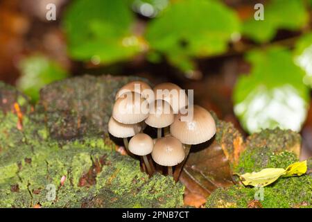 Pilze auf Baumstamm. Eine Gruppe Mycena-Pilze im Wald. Im Englischen als Haubendeckel mit Eichenstumpf oder geclusterte Haube bezeichnet. Stockfoto
