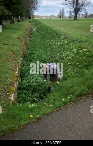 Der Futterlehrer von WildUK, Kerry Woodfield, hält einen Futterkurs auf dem Gelände des Charlton Park Estate, Wiltshire, Großbritannien. Wilde Brunnenkresse Stockfoto