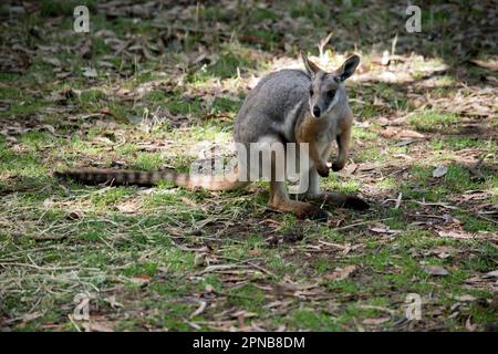 Das Gelbfüßige Rock-Wallaby ist mit einem weißen Wangenstreifen und orangefarbenen Ohren hell gefärbt. Oben ist es feungrau, mit einem weißen Seitenstreifen und einem "b" Stockfoto