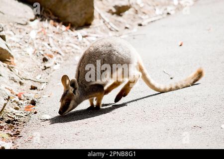 Das Gelbfüßige Rock-Wallaby ist mit einem weißen Wangenstreifen und orangefarbenen Ohren hell gefärbt. Oben ist es feungrau, mit einem weißen Seitenstreifen und einem "b" Stockfoto
