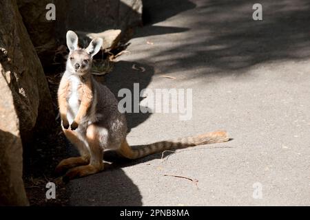 Das Gelbfüßige Rock-Wallaby ist mit einem weißen Wangenstreifen und orangefarbenen Ohren hell gefärbt. Oben ist es feungrau, mit einem weißen Seitenstreifen und einem "b" Stockfoto