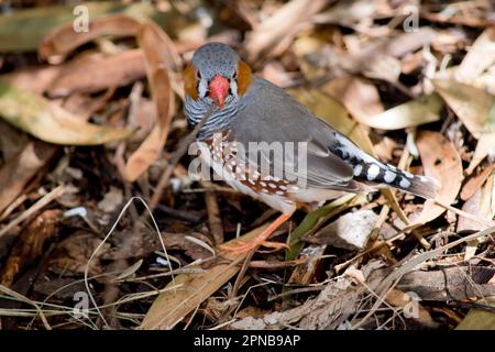 Der männliche Zebrafink hat einen grauen Körper mit einem weißen Unterbauch und einem schwarz-weißen Schwanz. Sie hat orangefarbene Wangen und einen schwarzen Streifen im Gesicht Stockfoto