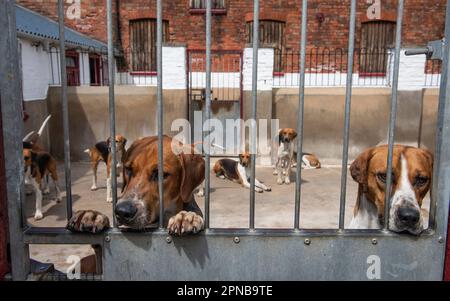 Engländer jagen Hunde in ihrem Zwinger Stockfoto