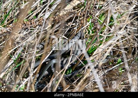 Grasschlange in trockenem Frühlingsgras april 17 2023 Stockfoto