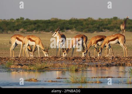 Springboks trinken in Zentral-Kalahari, Botswana Stockfoto