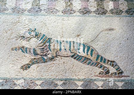 Haus von Dionysos, Archäologischer Park von Paphos, Zypern: Jagdszene Mosaik, das einen laufenden Tiger darstellt. Stockfoto