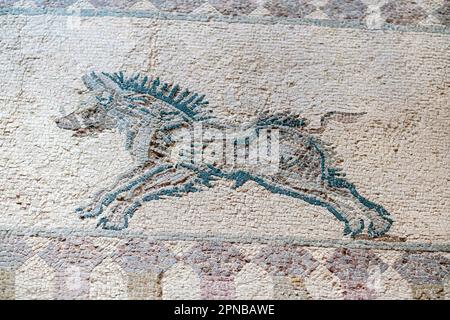 Haus von Dionysos, Paphos: Jagdszene Römisches Bodenmosaik mit einem laufenden Wildschwein. Stockfoto