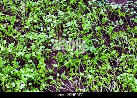 Grüner Pflanzenöl-Rettich. Eine Pflanze, die im Herbst oder Winter in einem Gewächshaus im Boden liegt. Bodendünger, Garten Stockfoto