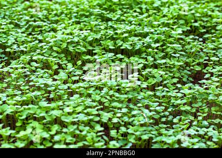 Grüner Pflanzenöl-Rettich. Eine Pflanze, die im Herbst oder Winter in einem Gewächshaus im Boden liegt. Bodendünger, Garten Stockfoto