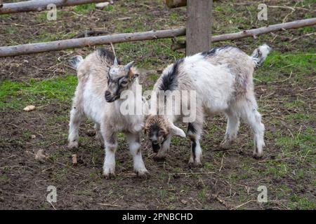 Lemberg, Ukraine. 17. April 2023. Zwei kleine Ziegen stehen auf dem Boden kleine Ziegen wurden im Museum für Architektur und Leben in Lemberg geboren. Besucher können sie mit speziellen Lebensmitteln füttern, die in der Nähe der Gehege gekauft wurden (Foto von Olena Znak/SOPA Images/Sipa USA). Guthaben: SIPA USA/Alamy Live News Stockfoto