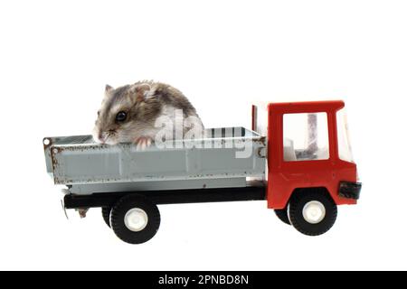 Junger dzungarischer Hamster im Spielzeugauto Stockfoto